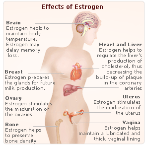 estrogen-effects